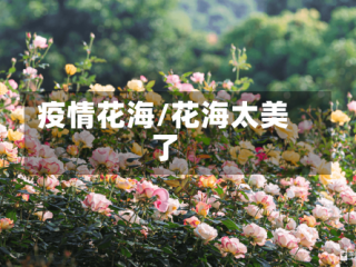 疫情花海/花海太美了
