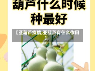 【亚葫芦疫情,亚葫芦有什么作用】