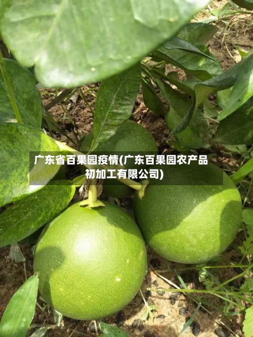 广东省百果园疫情(广东百果园农产品初加工有限公司)-第1张图片
