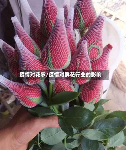 疫情对花农/疫情对鲜花行业的影响-第1张图片