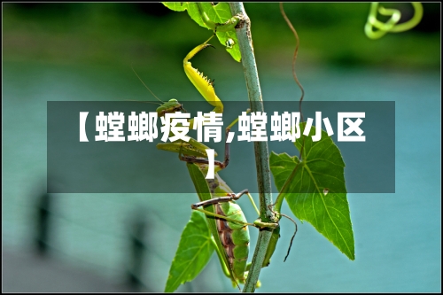 【螳螂疫情,螳螂小区】-第2张图片