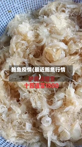 鲍鱼疫情(最近鲍鱼行情)-第3张图片