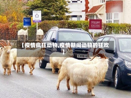 【疫情疯狂动物,疫情期间动物的狂欢】-第1张图片