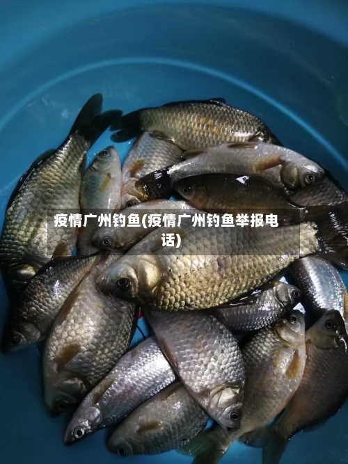 疫情广州钓鱼(疫情广州钓鱼举报电话)-第1张图片