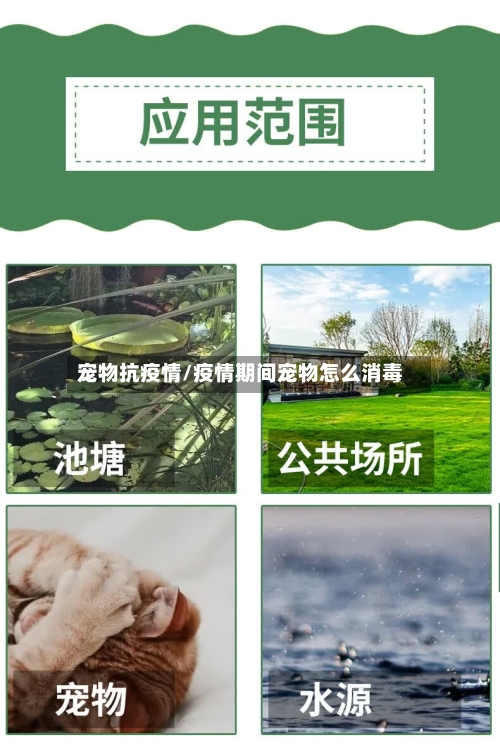 宠物抗疫情/疫情期间宠物怎么消毒-第1张图片