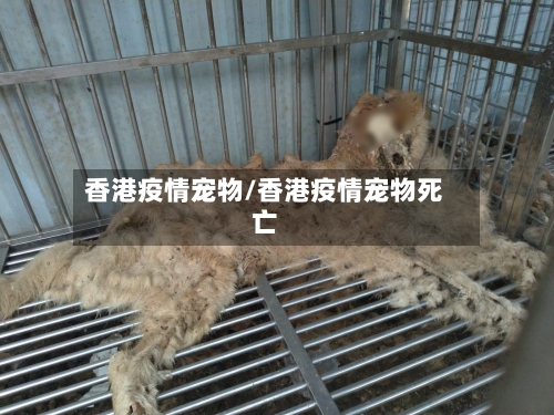 香港疫情宠物/香港疫情宠物死亡-第1张图片