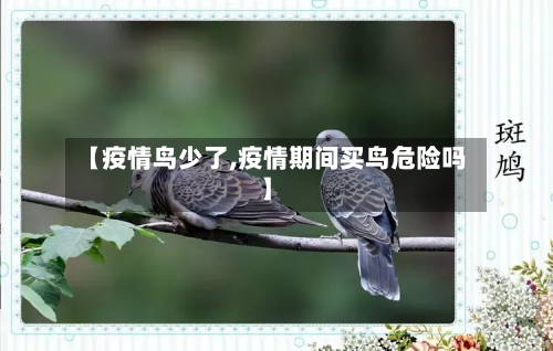 【疫情鸟少了,疫情期间买鸟危险吗】-第2张图片