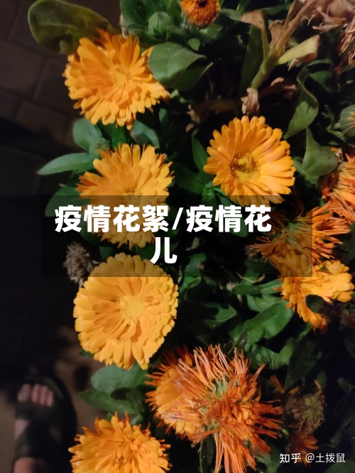 疫情花絮/疫情花儿-第1张图片