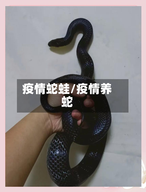 疫情蛇蛙/疫情养蛇-第2张图片