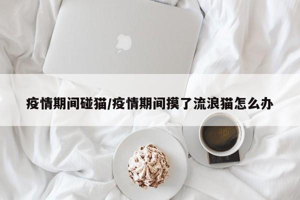 疫情期间碰猫/疫情期间摸了流浪猫怎么办